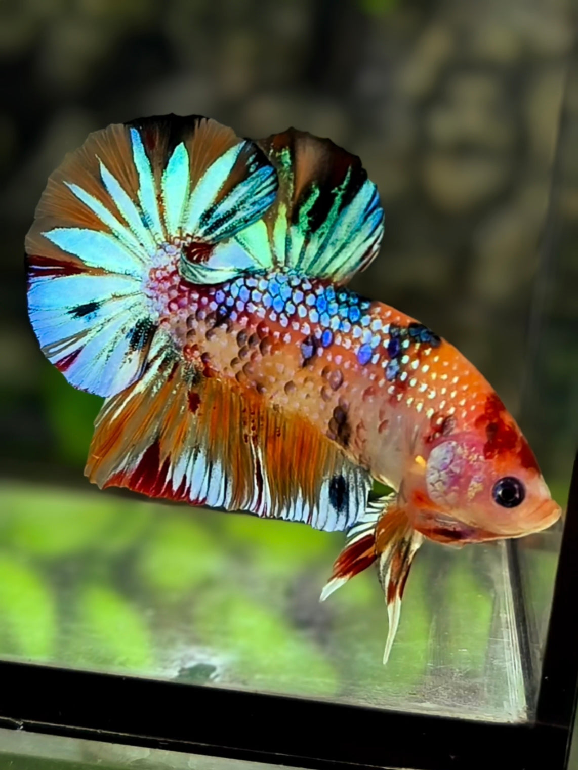 Multicolor Metalic Over HMPK Betta Fish Male