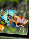 Multicolor Metalic Over HMPK Betta Fish Male
