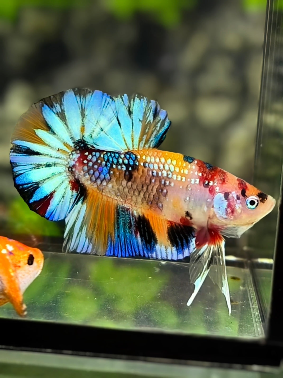 Multicolor Metalic Over HMPK Betta Fish Male