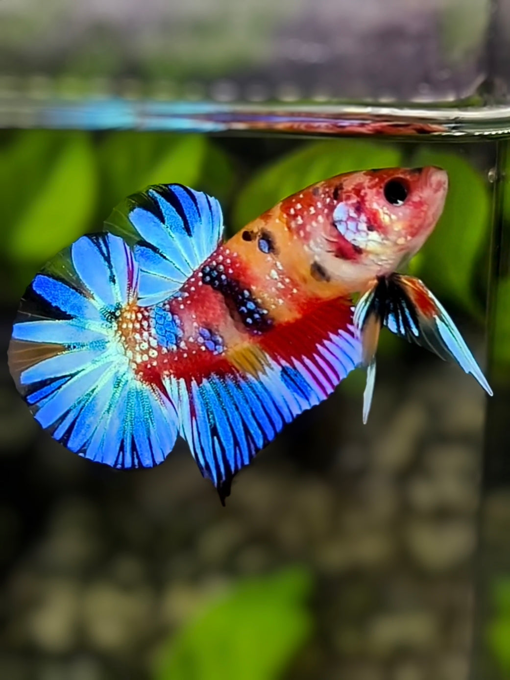 Multicolor Metalic Over HMPK Betta Fish Male