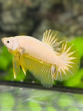 Gold Dragon Star Tail HMPK Betta Fish Male