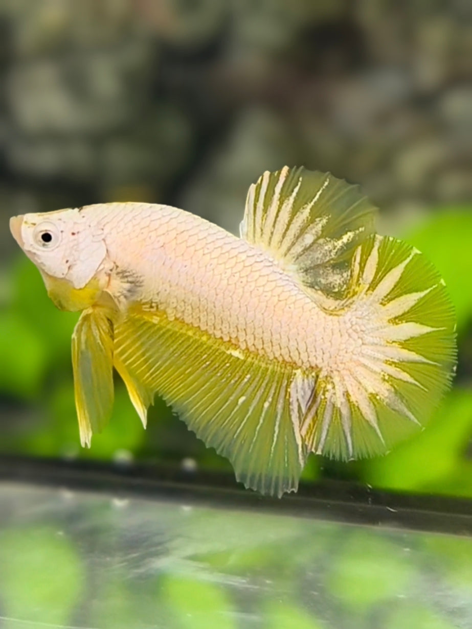 Gold Dragon Star Tail HMPK Betta Fish Male