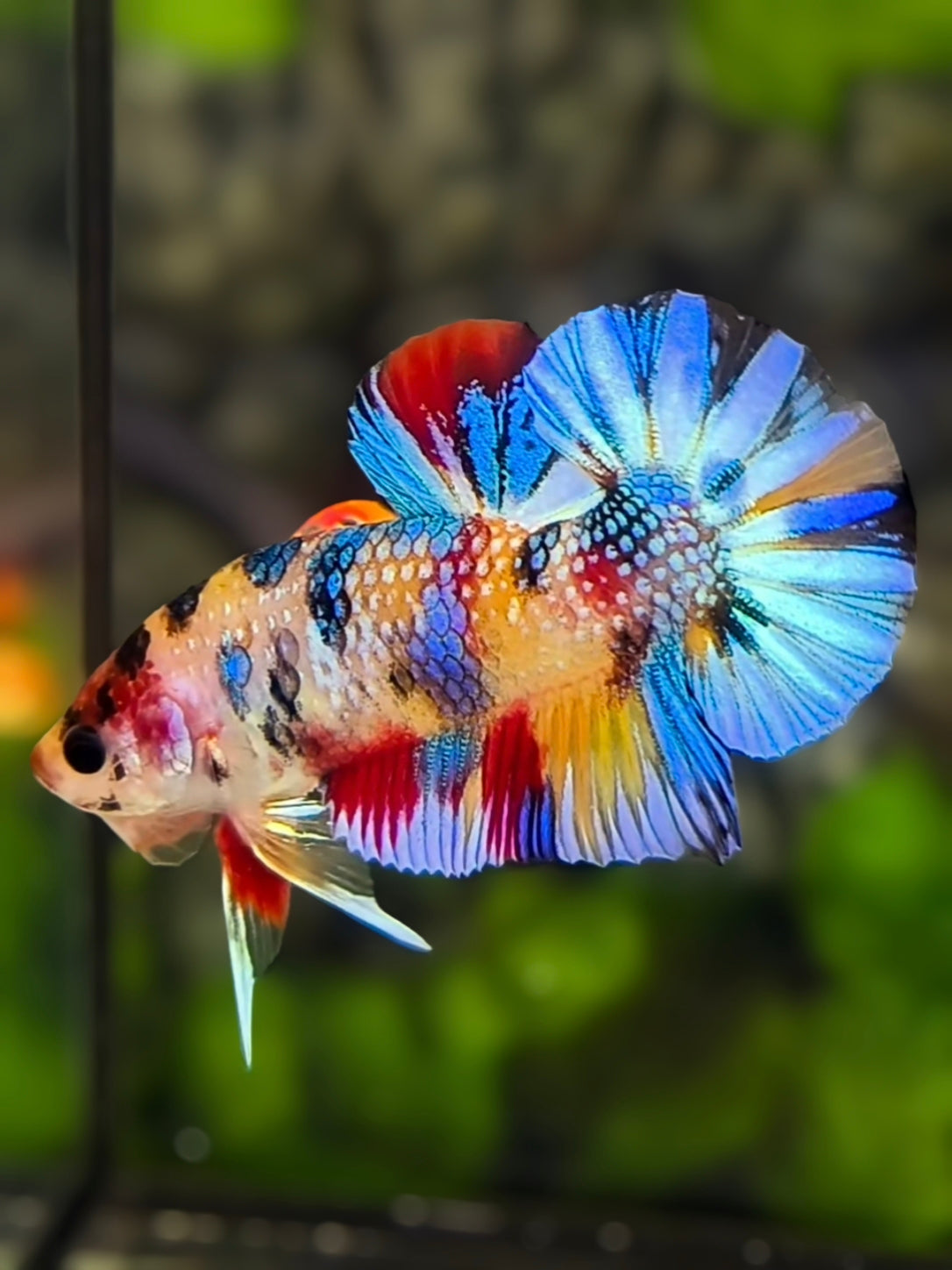Multicolor Metalic Over HMPK Betta Fish Male