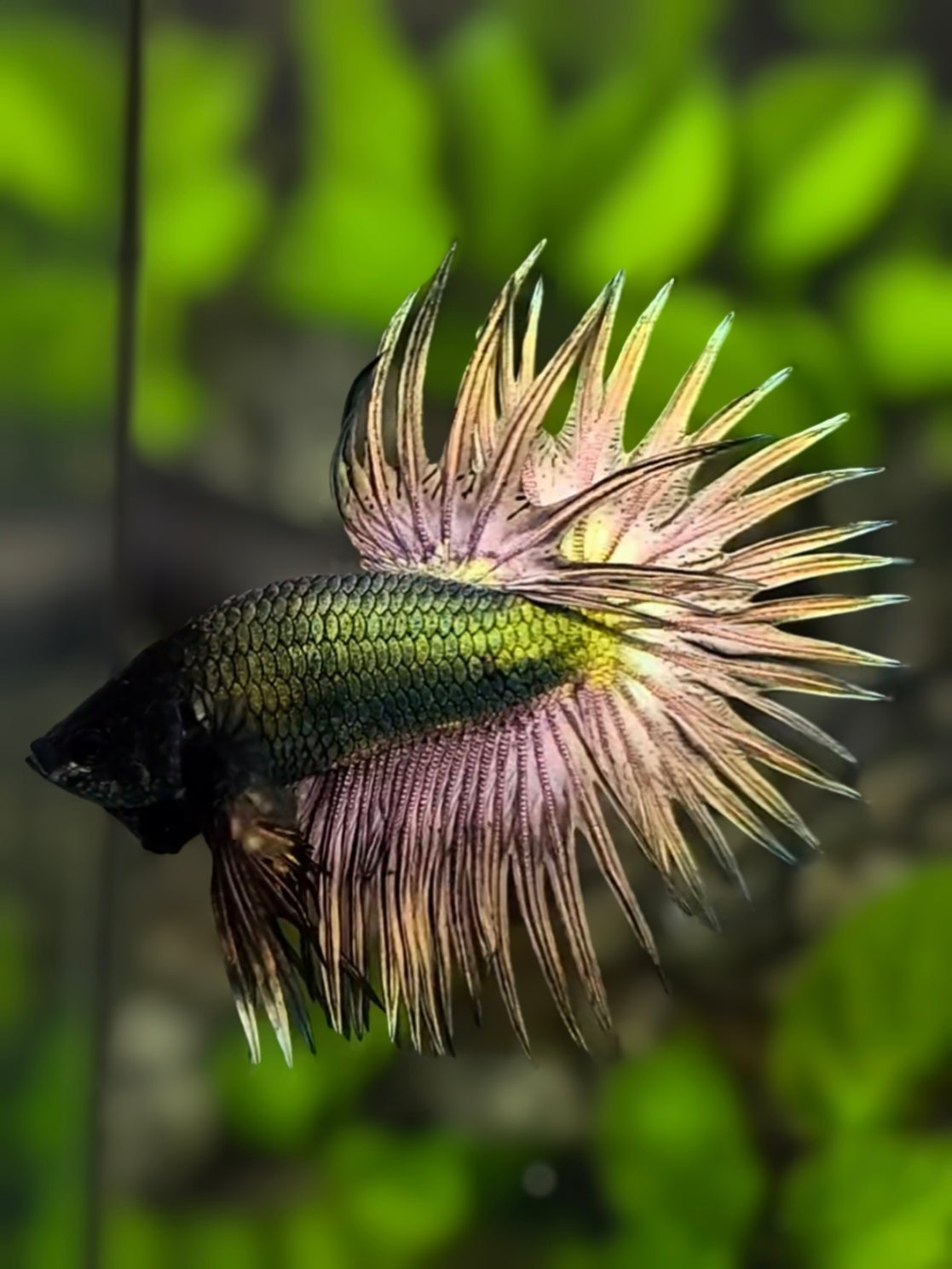 Blackhead Solid Copper Green Gold Crowntail Betta Fish Male