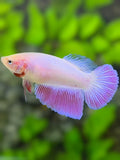 Pink Halfmoon Betta Fish Female For Sorority / Breed