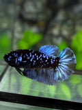 Avatar Blackstar Grey Halfmoon Betta Fish Female For Sorority / Breed