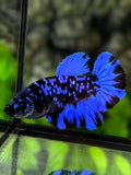 Avatar Blackstar Blue Halfmoon Betta Fish Female For Sorority / Breed