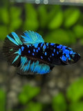 Avatar Blackstar Turquoise Halfmoon Betta Fish Female For Sorority / Breed