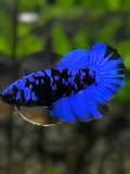Avatar Blackstar Blue Halfmoon Betta Fish Female For Sorority / Breed
