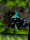 Avatar Blackstar Turquoise Halfmoon Betta Fish Male