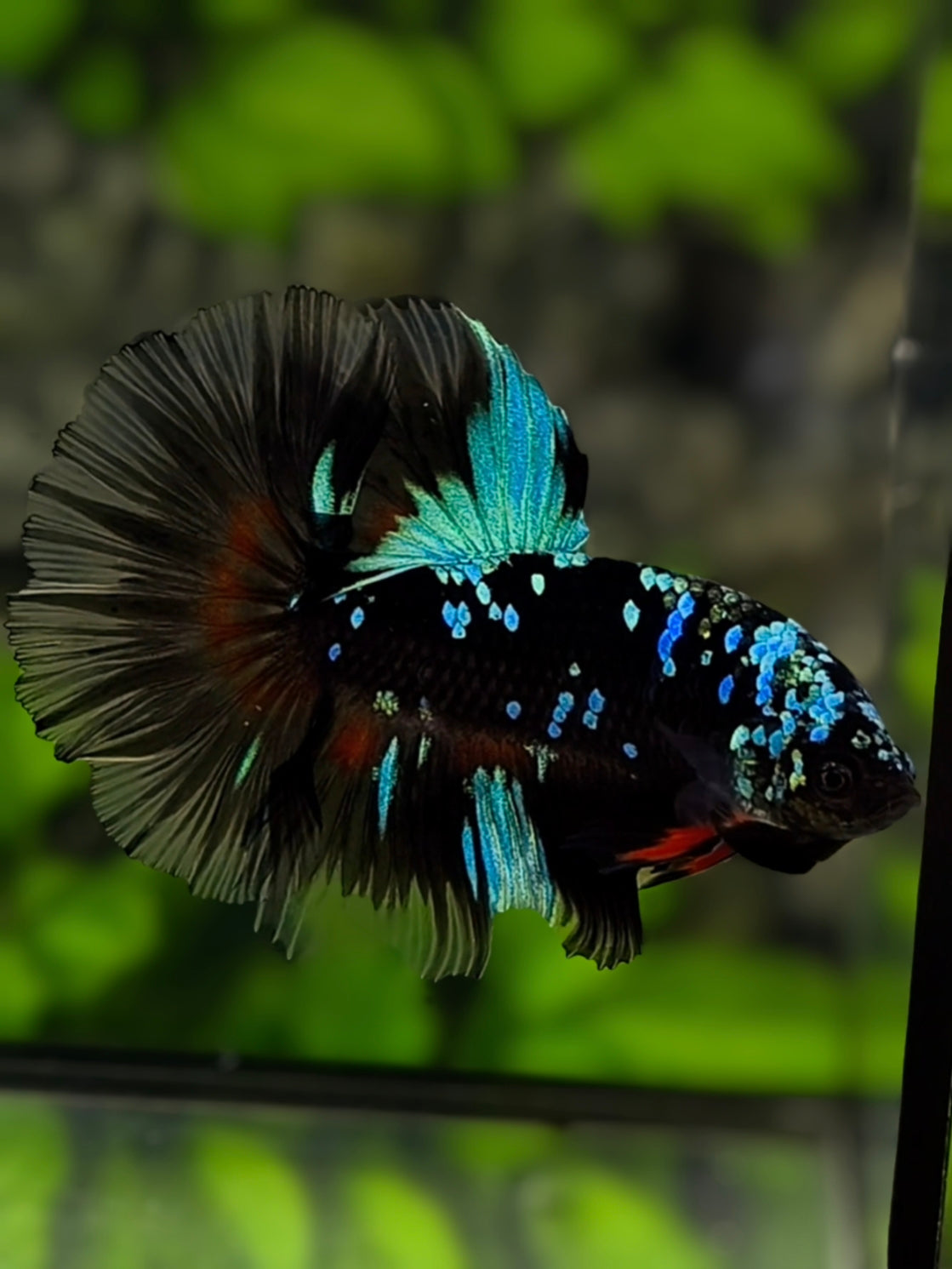 Avatar Blackstar Turquoise Halfmoon Betta Fish Male