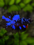 Avatar Blackstar Blue Halfmoon Betta Fish Male