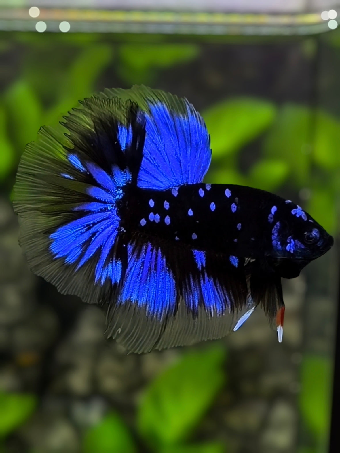Avatar Blackstar Blue Halfmoon Betta Fish Male