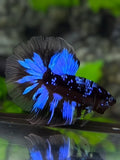 Avatar Blackstar Blue Halfmoon Betta Fish Male