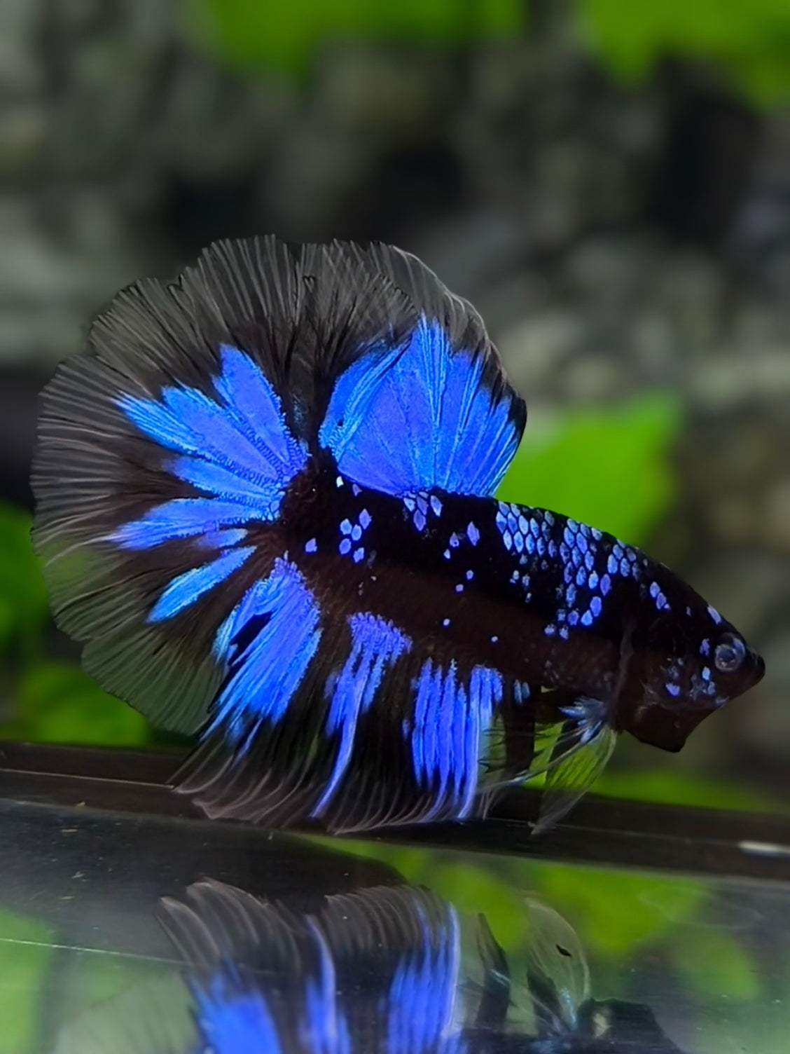 Avatar Blackstar Blue Halfmoon Betta Fish Male