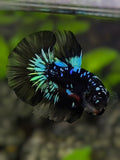 Avatar Blackstar Blue Turquoise Halfmoon Betta Fish Male