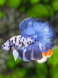 Juvenile Marble Dalmation Halfmoon Betta Fish Male