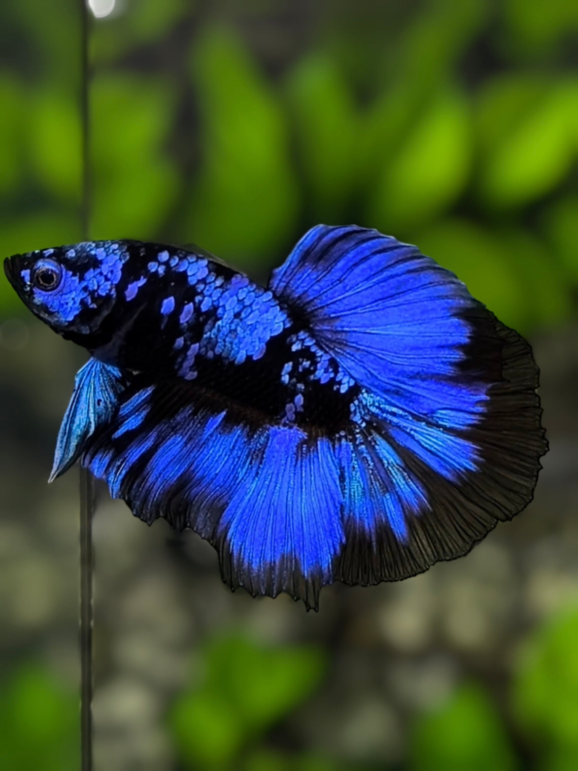 Avatar Blackstar Blue Halfmoon Betta Fish Male