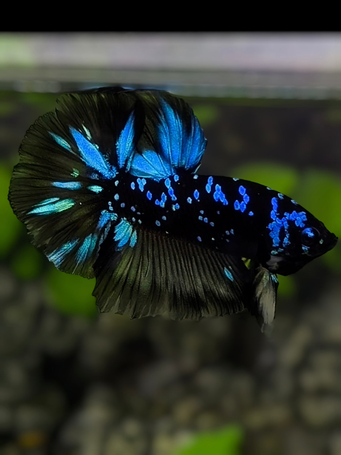 Avatar Blackstar Blue Turquoise Halfmoon Betta Fish Male