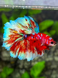 Red Barongsai Galaxy Rosetail Halfmoon Betta Fish Male