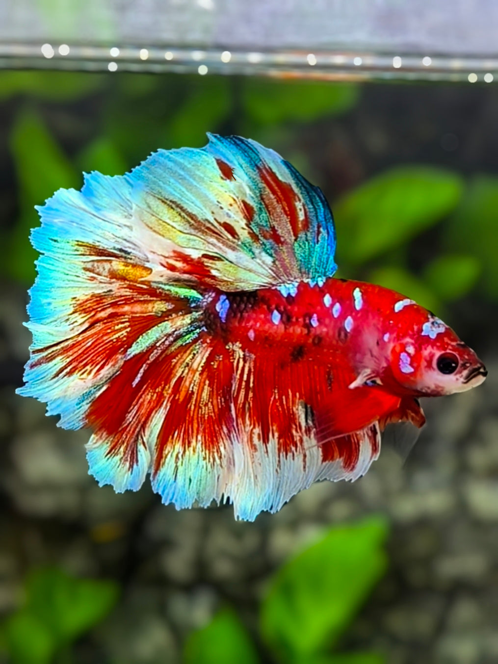 Red Barongsai Galaxy Rosetail Halfmoon Betta Fish Male
