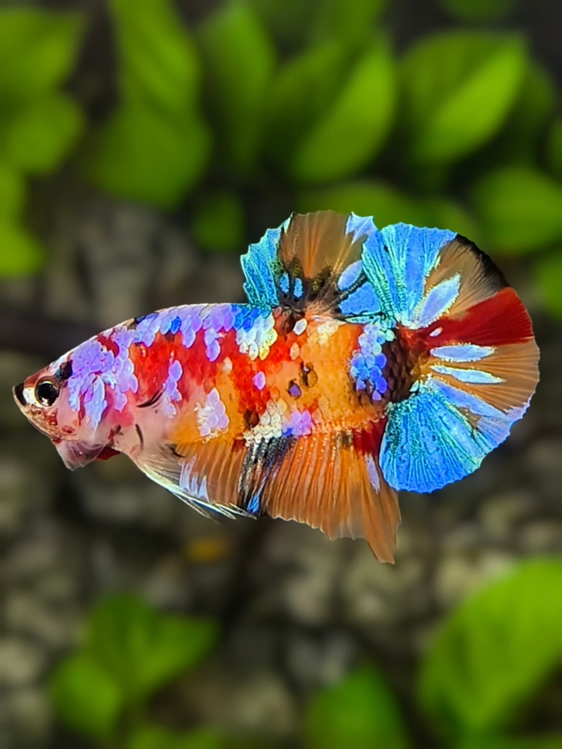 Multicolor Galaxy Over HMPK Betta Fish Male