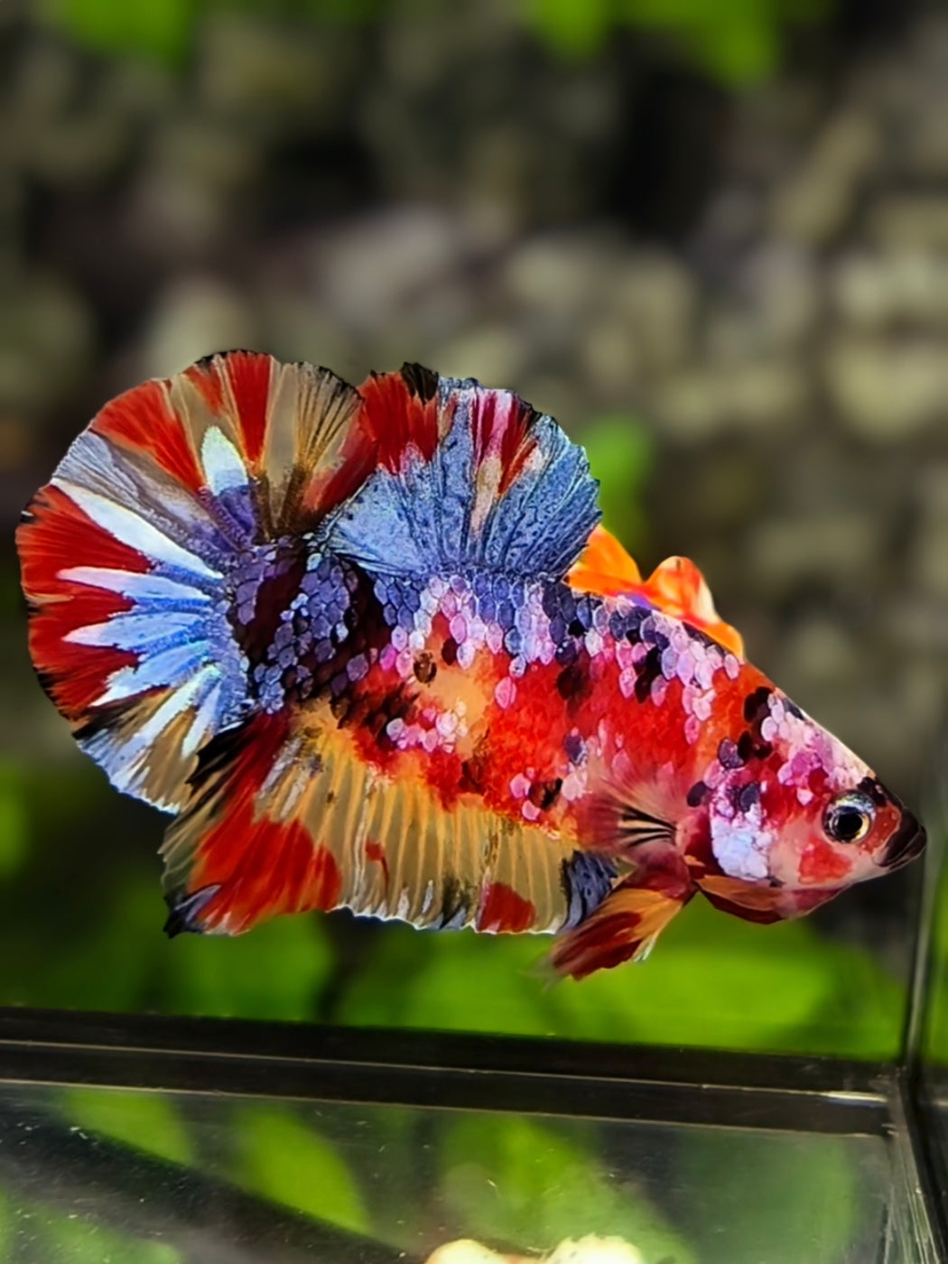 Multicolor Galaxy HMPK Betta Fish Male