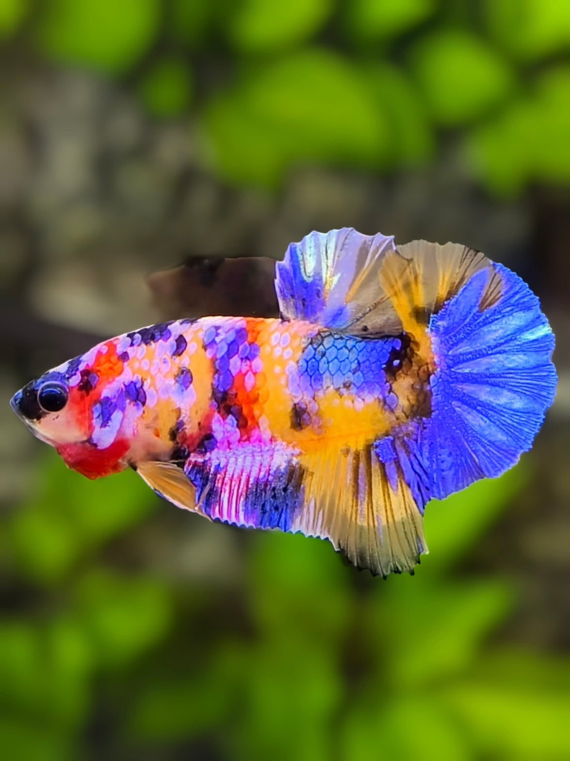 Multicolor Yellowbase Candy Galaxy Over HMPK Betta Fish Male