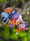 Multicolor Galaxy Over HMPK Betta Fish Male