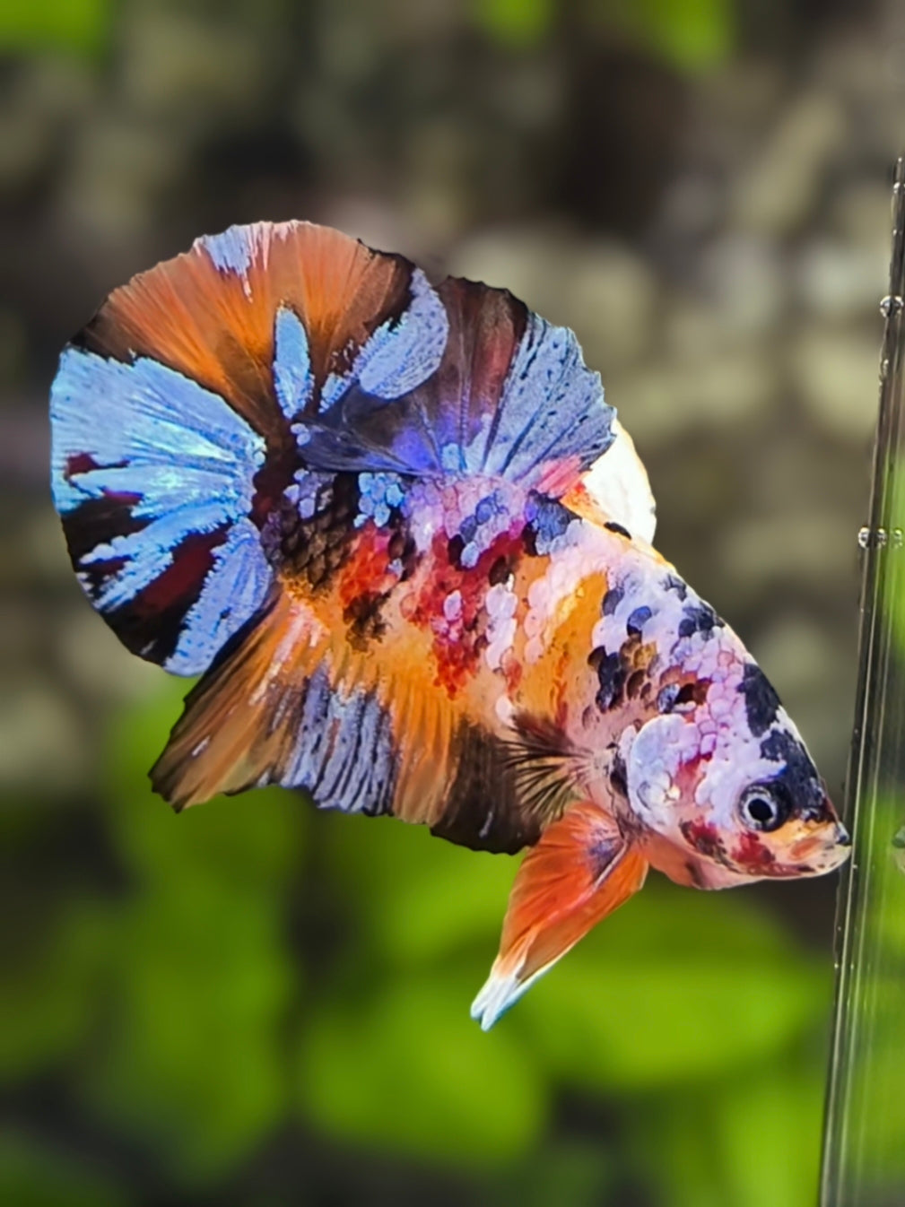 Multicolor Galaxy Over HMPK Betta Fish Male