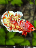 Red Barongsai Gold Galaxy Over HMPK Betta Fish Male
