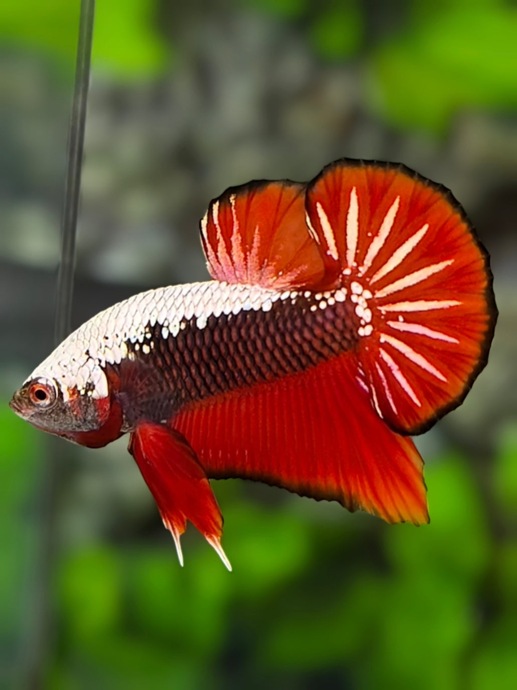 Red Samurai Star Tail HMPK Betta Fish Male