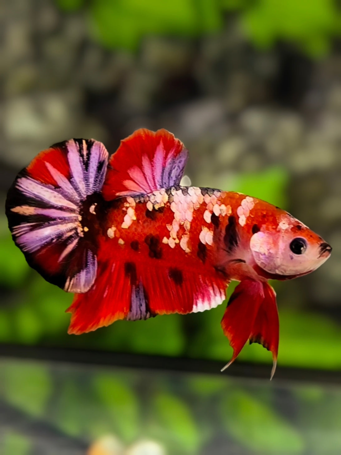 Red Koi Copper Purple Galaxy HMPK Betta Fish Male #RKC