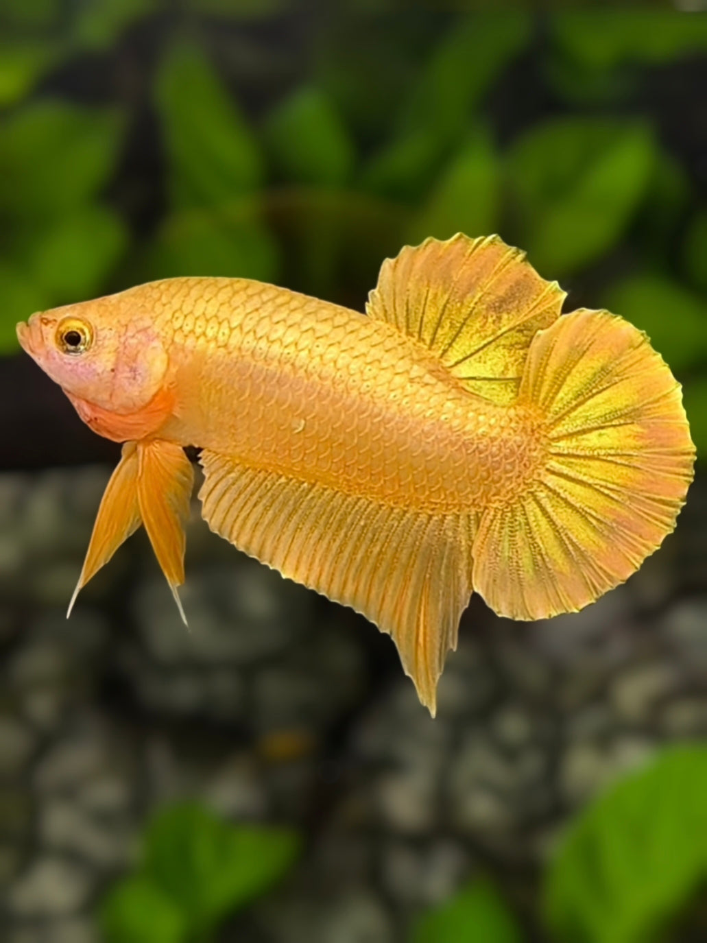 Solid Super Gold 24K HMPK Betta Fish Male