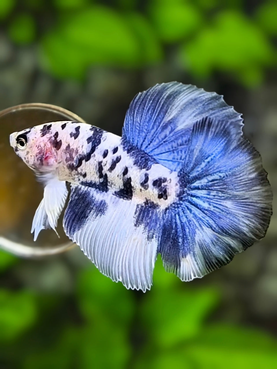 Baby Marble Dalmation Halfmoon Betta Fish Male