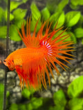 Solid Orange Crowntail Betta Fish Male