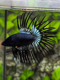 Black Orchid Crowntail Betta Fish Male
