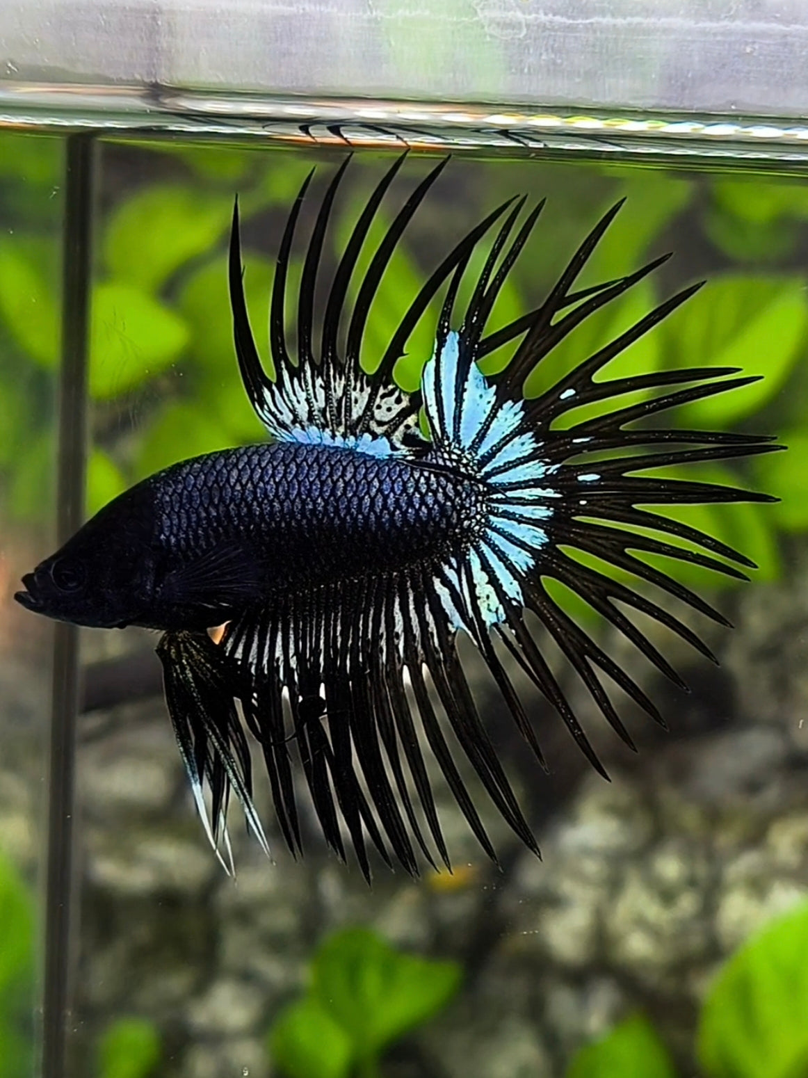 Black Orchid Crowntail Betta Fish Male