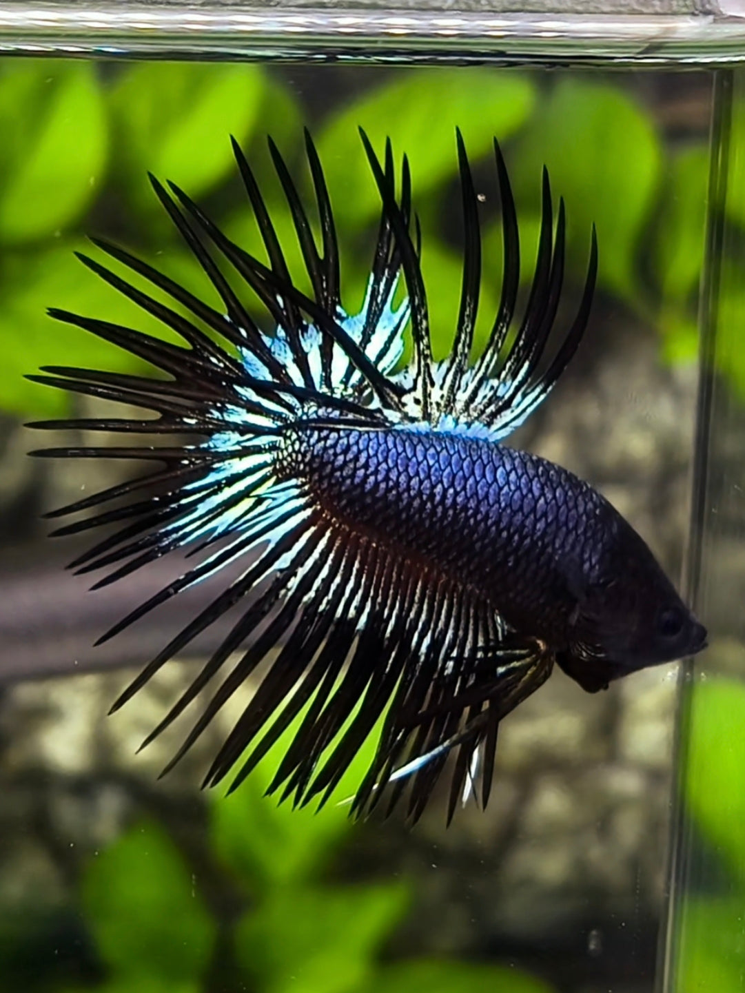 Black Orchid Crowntail Betta Fish Male