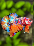 Multicolor Galaxy Over HMPK Betta Fish Male