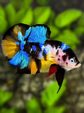 Multicolor Black Cow Over HMPK Betta Fish Male