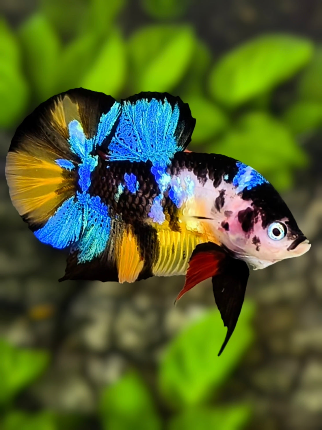 Multicolor Black Cow Over HMPK Betta Fish Male