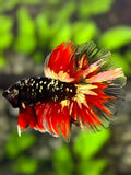 Avatar Blackstar Vampire Red Copper Gold Halfmoon Betta Fish Male