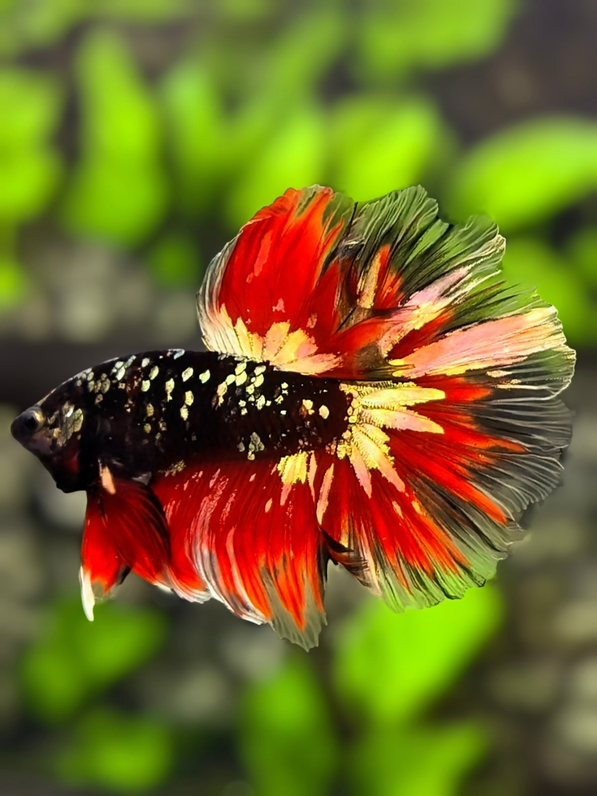 Avatar Blackstar Vampire Red Copper Gold Halfmoon Betta Fish Male