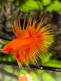 Solid Orange Crowntail Betta Fish Male