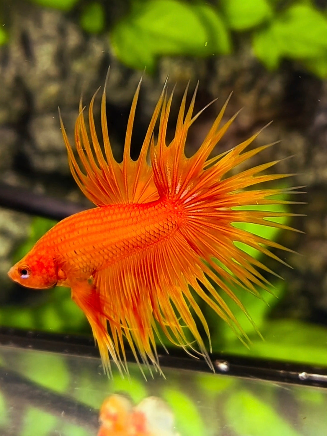 Solid Orange Crowntail Betta Fish Male