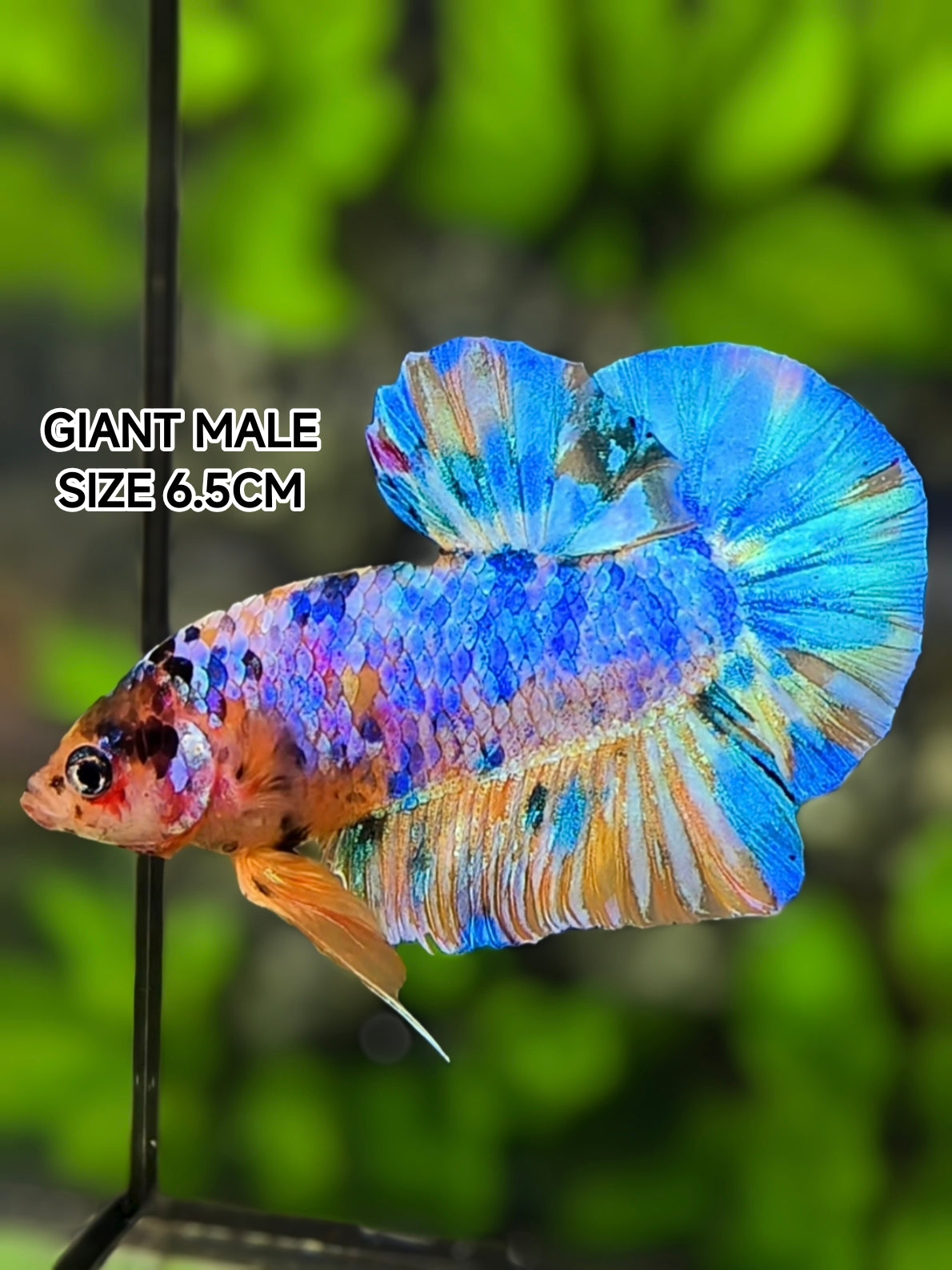 Multicolor Skyblue JUMBO GIANT HMPK Betta Fish Male