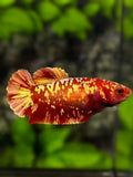 Red Gold Galaxy HMPK Betta Fish Female For Sorority / Breed #RGG
