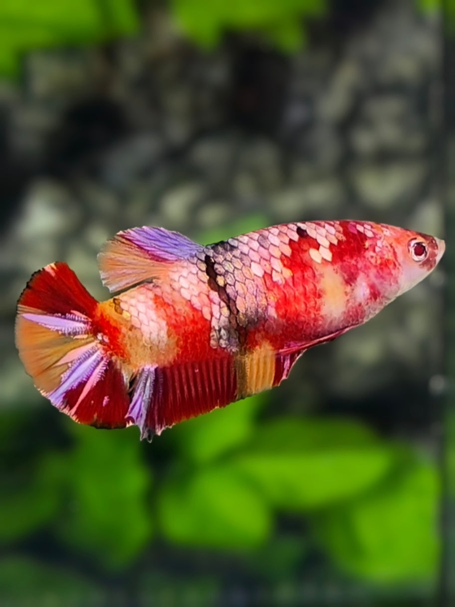 Nemo Koi Copper Galaxy HMPK Betta Fish Female For Sorority / Breed #RKC