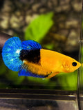 Yellow Hellboy Blue Tail HMPK Betta Fish Female For Sorority / Breed